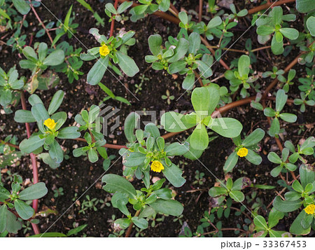 スベリヒユ 33367453