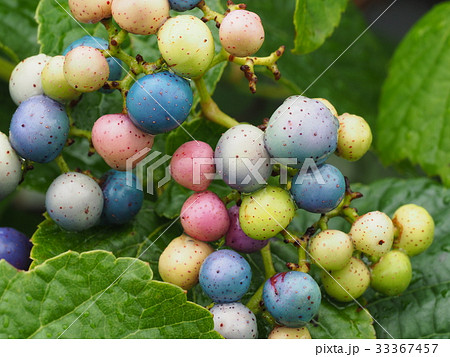 ノブドウ ノブドウ 33367457