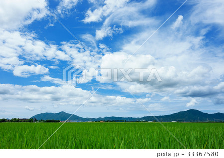 越後平野の水田 越後平野の水田 33367580