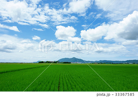 越後平野の水田の写真素材