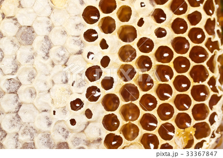 Honeycomb with honey in closeup. Honeycomb with honey in closeup. 33367847