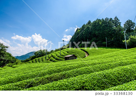 茶畑　京都　和束町　宇治茶　青空 33368130