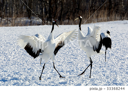 タンチョウの舞 33368244