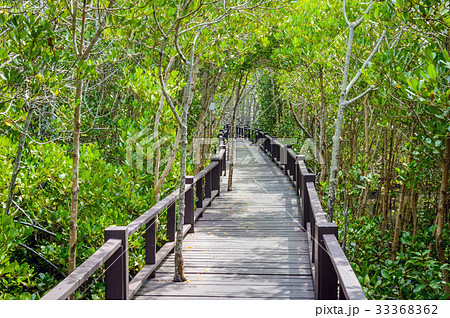 The wooden bridge walkway in mangrove forest 33368362