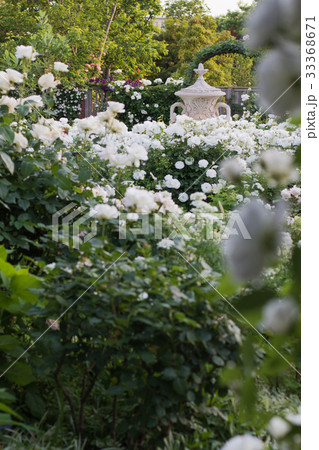 バラが咲く、イングリッシュガーデンの風景 33368671