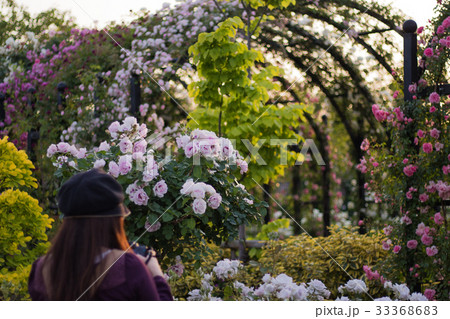 バラが咲く、イングリッシュガーデンの風景 33368683
