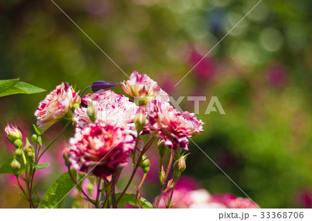 バラが咲く、イングリッシュガーデンの風景 バラが咲く、イングリッシュガーデンの風景 33368706