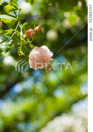 バラが咲く、イングリッシュガーデンの風景 33368707