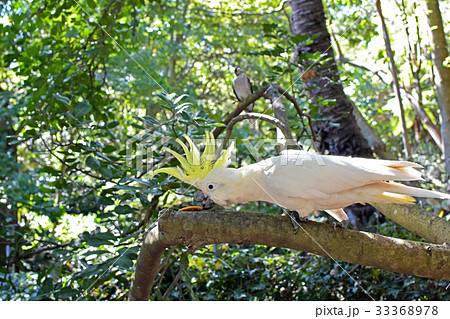 Cockatoo Cockatoo 33368978
