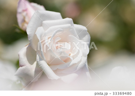 薔薇のある風景 バラ園のイメージ集の写真素材