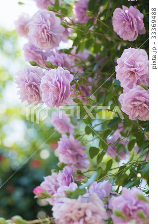 薔薇のある風景 バラ園のイメージ集の写真素材