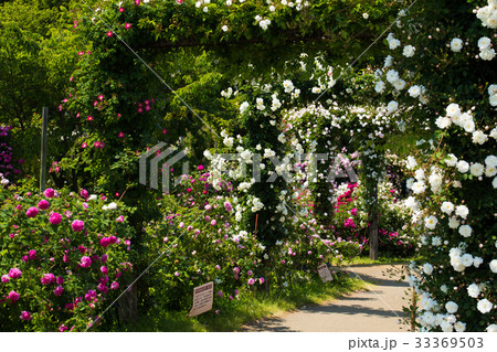 薔薇のある風景、バラ園のイメージ集 薔薇のある風景、バラ園のイメージ集 33369503