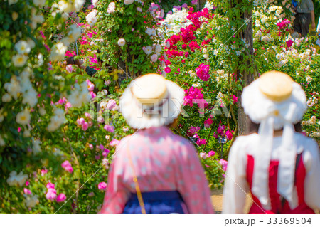 薔薇のある風景、バラ園のイメージ集 33369504