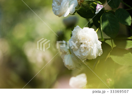 薔薇のある風景、バラ園のイメージ集 薔薇のある風景、バラ園のイメージ集 33369507