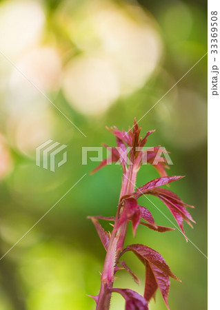 薔薇のある風景、バラ園のイメージ集 33369508
