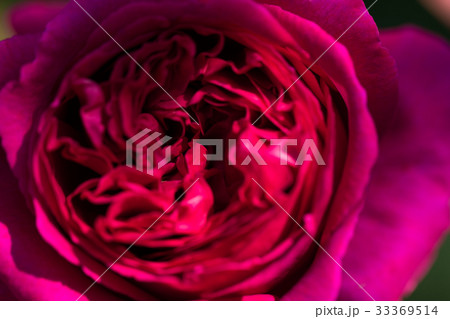 薔薇のある風景、バラ園のイメージ集 薔薇のある風景、バラ園のイメージ集 33369514