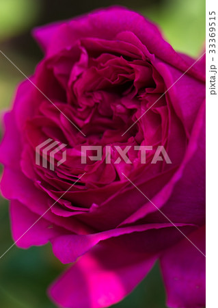 薔薇のある風景、バラ園のイメージ集 33369515