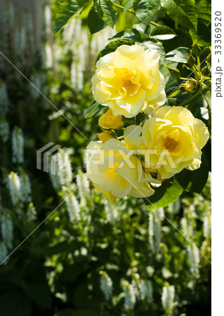 薔薇のある風景、バラ園のイメージ集 33369520
