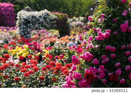 薔薇のある風景 バラ園のイメージ集の写真素材