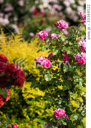 薔薇のある風景、バラ園のイメージ集 薔薇のある風景、バラ園のイメージ集 33369522