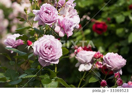 薔薇のある風景 バラ園のイメージ集の写真素材