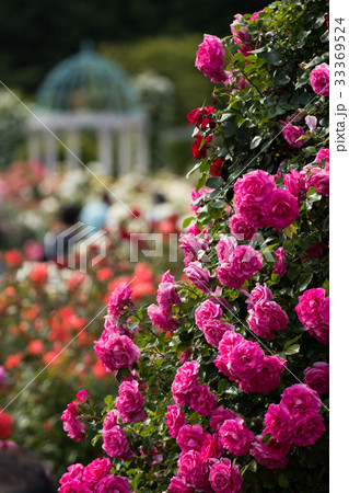 薔薇のある風景、バラ園のイメージ集 薔薇のある風景、バラ園のイメージ集 33369524