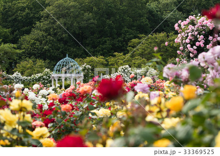 薔薇のある風景、バラ園のイメージ集 33369525