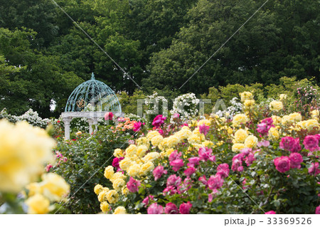 薔薇のある風景、バラ園のイメージ集 薔薇のある風景、バラ園のイメージ集 33369526