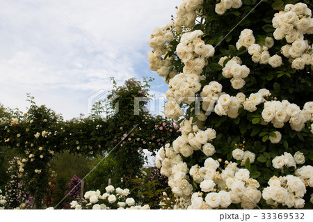 薔薇のある風景、バラ園のイメージ集 薔薇のある風景、バラ園のイメージ集 33369532