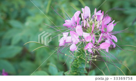 spider flower 33369758