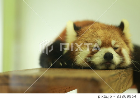 レッサーパンダ (生物 動物 昼寝 哺乳類 睡眠 仮眠 眠る 寝る) レッサーパンダ (生物 動物 昼寝 哺乳類 睡眠 仮眠 眠る 寝る) 33369954