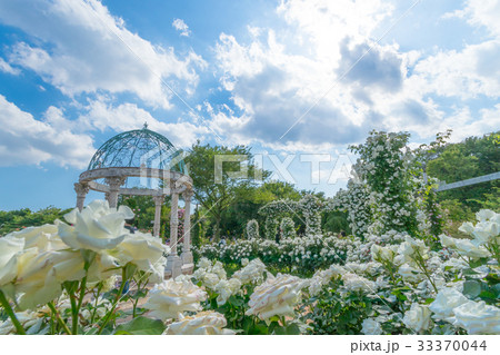 イングリッシュローズのある風景、バラ園のイメージ集 イングリッシュローズのある風景、バラ園のイメージ集 33370044