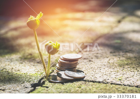 Young green plant with stack coin on ground Young green plant with stack coin on ground 33370181
