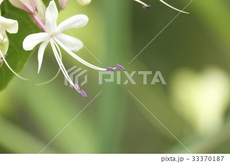 クサギ クサギ 33370187