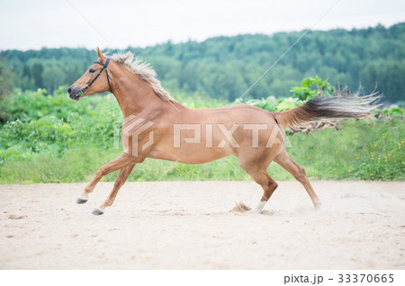 cantering sportive horse in outdoor manage 33370665