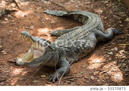 Crocodiles Resting at Crocodile Farm 33370873