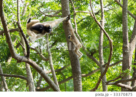 White gibbon cute monkey holding on tree White gibbon cute monkey holding on tree 33370875