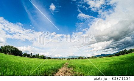 Yong rice field under white clouds. 33371154