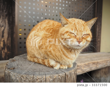 ほのぼのした猫 ほのぼのした猫 33371500