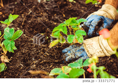 Planting a seedling in the ground Planting a seedling in the ground 33371771
