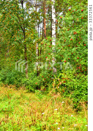 Pine forest at summer. Pine forest at summer. 33372561