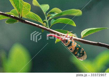 Lanternflies, FULGORID PLANTHOPPERS ,Lantern Lanternflies, FULGORID PLANTHOPPERS ,Lantern 33372907