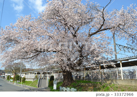 町田相原　中村佰年桜 33372966