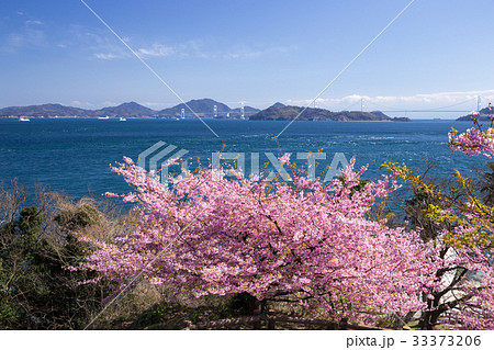 来島海峡と河津桜(今治市大角海浜公園)の観光・背景イメージ 来島海峡と河津桜(今治市大角海浜公園)の観光・背景イメージ 33373206