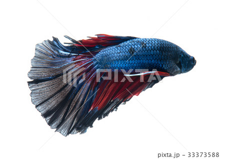 betta fish betta fish 33373588
