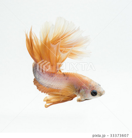 betta fish 33373607