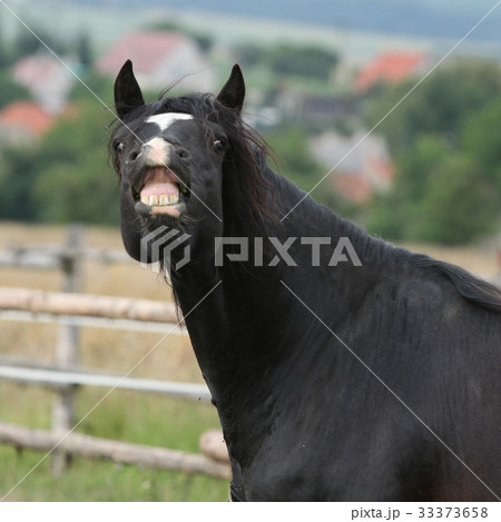 Amazing black stallion on pasturage 33373658