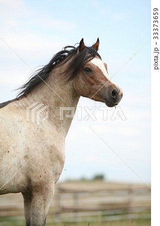 Beautiful pony without an eye 33373659