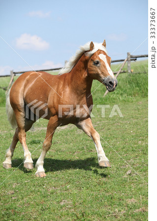 Amazing haflinger running on pasturage 33373667