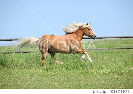 Amazing haflinger running on pasturage 33373672